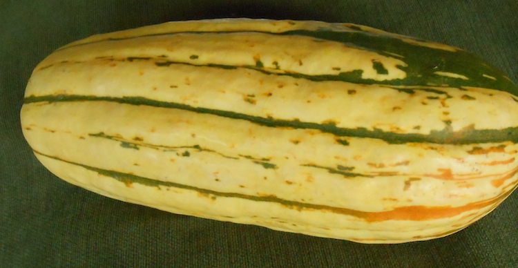 a delicata squash