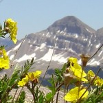 closeup of yellow flowers with mountain backdrop