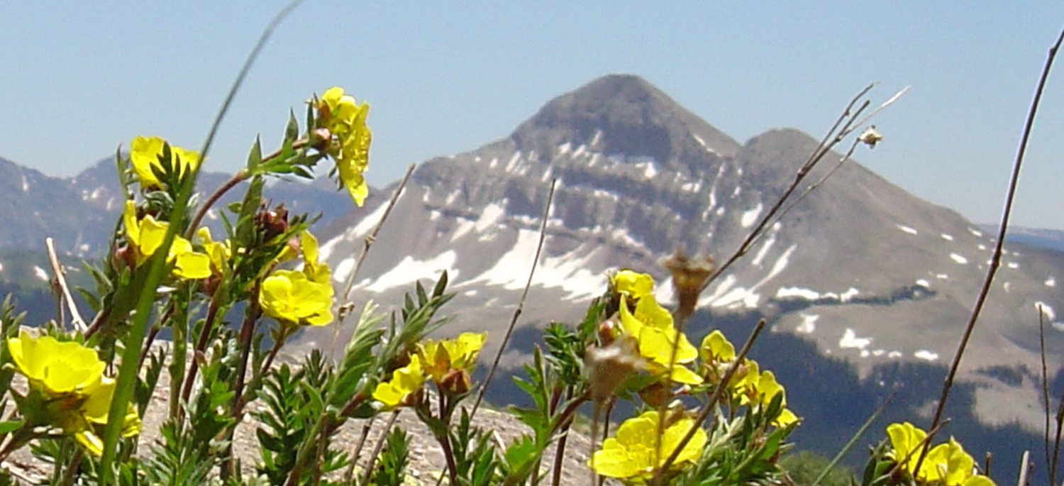 closeup of yellow flowers with mountain backdrop