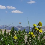 yellow flowers with mountains in background