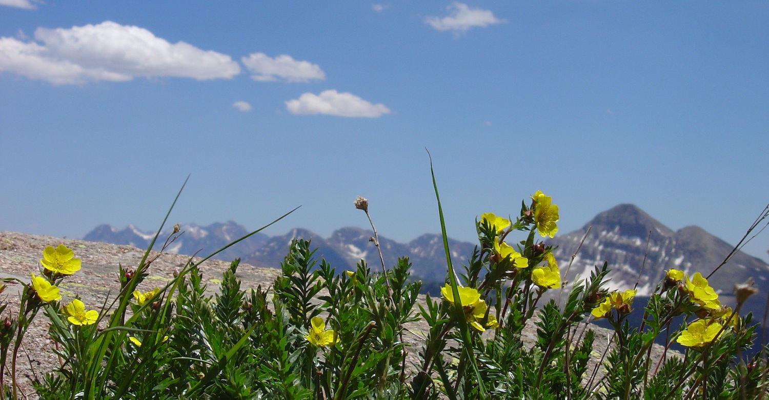 yellow flowers with mountains in background