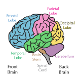 brain regions