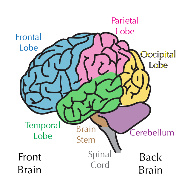 brain regions