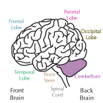 cerebellum