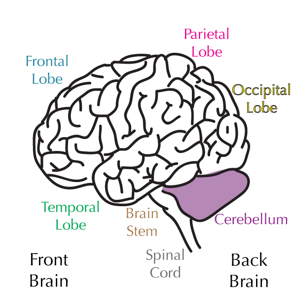 cerebellum