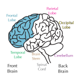 frontal lobe