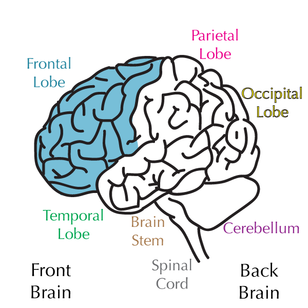 frontal lobe