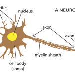 neuron diagram