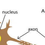 a neuron