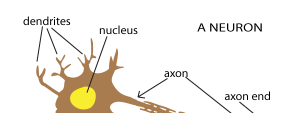 a neuron