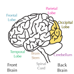occipital lobe