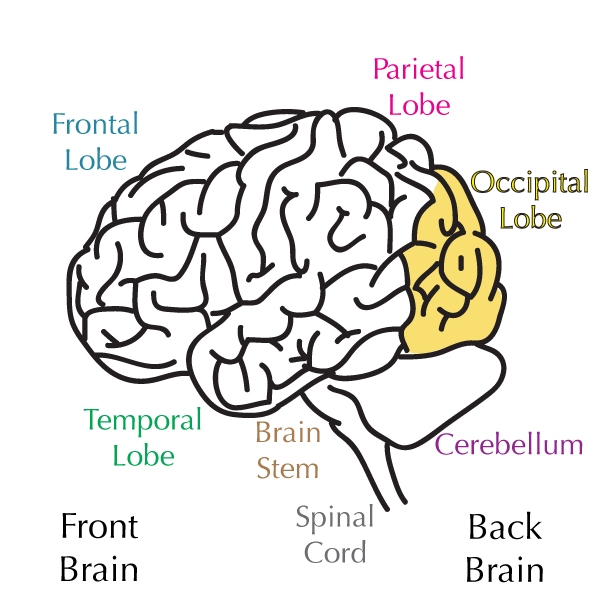 occipital lobe