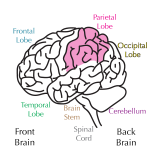 parietal lobe