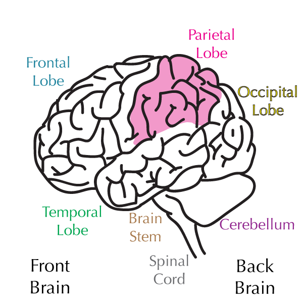 parietal lobe