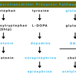 neurotransmitter percursor chart