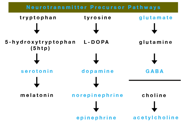 Common Neurotransmitters Chart