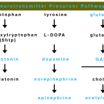 neurotransmitter precursor chart