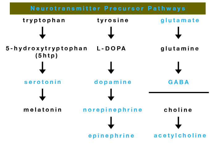 neurotransmitter precursor chart