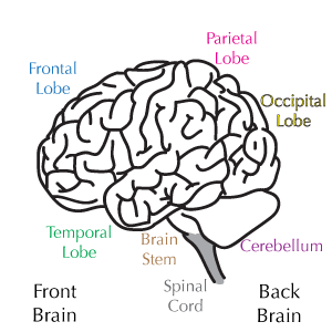 spinal cord