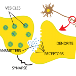 synapse diagram