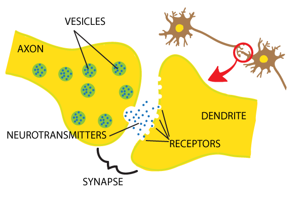 synapse diagram