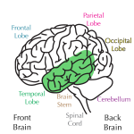 temporal lobes