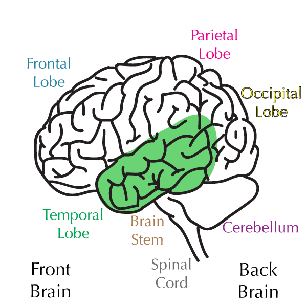 temporal lobes